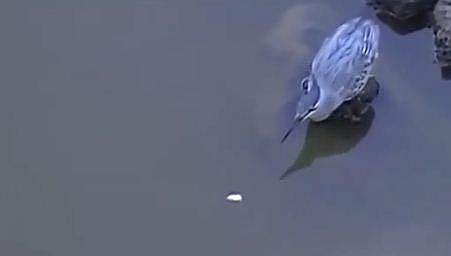 ഇരയിട്ട് മീന്‍ പിടിക്കുന്ന കൊക്ക്