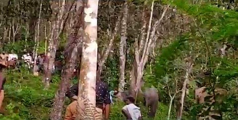 പത്തനംതിട്ട വാര്യപുരത്ത് ഇടഞ്ഞ ആന / വീഡിയോ ദൃശ്യം