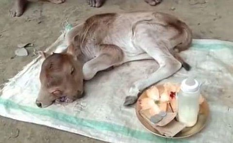 രണ്ട് തലയും മൂന്നു കണ്ണുകളുമുള്ള പശുക്കിടാവ്