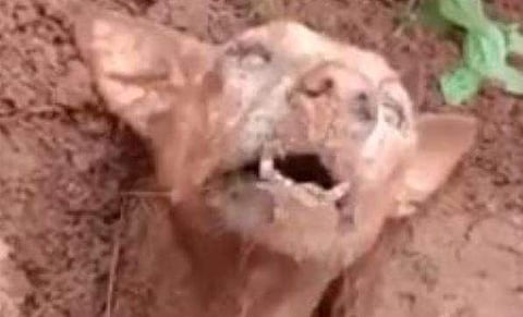 ടെലിവിഷൻ ദൃശ്യം