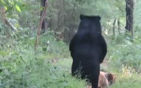 കടുവയെ കണ്ട് പിന്‍കാലുങ്ങളില്‍ നിവര്‍ന്ന് നില്‍ക്കുന്ന കരടി