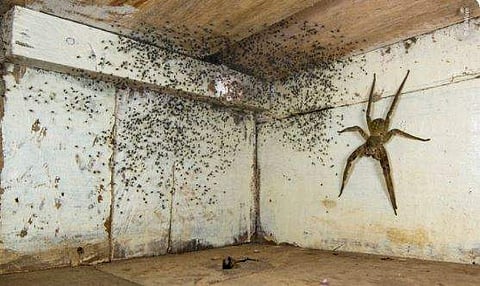 കട്ടിലിന്റെ അടിയില്‍ കണ്ടെത്തിയ ഉഗ്രവിഷമുള്ള എട്ടുകാലി, IMAGE CREDIT: Wildlife Photographer of the Year