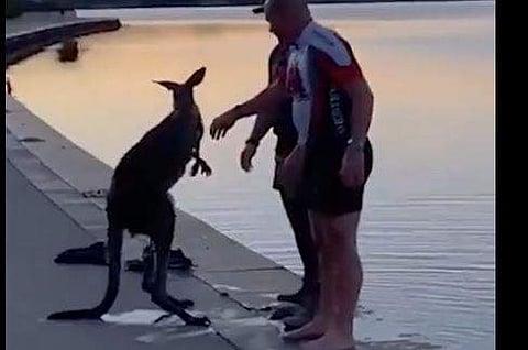 കരയ്‌ക്കെത്തിച്ചതിന് കംഗാരുവിന്റെ നന്ദിപ്രകടനം