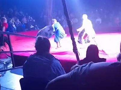 സര്‍ക്കസ് കൂടാരത്തില്‍ ഗര്‍ഭിണിയായ പരിശീലകയെ കരടി ആക്രമിക്കുന്നു