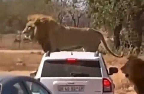 കാറിന്റെ പുറത്തുകയറി നില്‍ക്കുന്ന സിംഹം