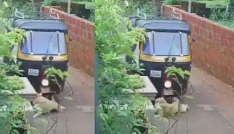 വിഡിയോ ദൃശ്യം