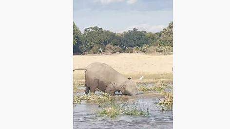 മുതലയെ ആക്രമിക്കുന്ന ആന