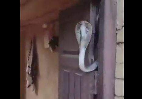 വീടിന്റെ മുന്നിലെ വാതിലില്‍ പത്തിവിടര്‍ത്തി നില്‍ക്കുന്ന മൂര്‍ഖന്‍