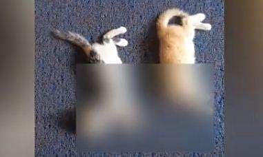 കഴുത്ത് അറുത്ത് മാറ്റിയ നിലയില്‍ പൂച്ചക്കുഞ്ഞുങ്ങളുടെ ജഡം