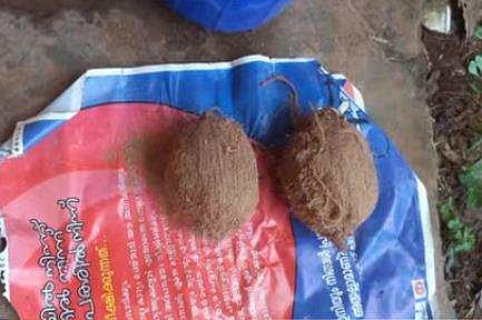 സ്‌കൂള്‍ വളപ്പില്‍ നിന്ന് കണ്ടെത്തിയ ബോംബുകള്‍