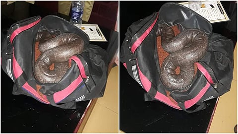 ഹോട്ടലില്‍ വില്‍ക്കാന്‍ ശ്രമിച്ച ഇരുതലമൂരി പാമ്പ്