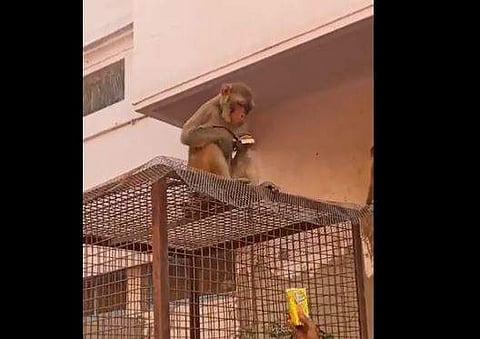 കുരങ്ങനില്‍ നിന്ന് കണ്ണട തിരികെ ലഭിക്കുന്നതിനുള്ള യുവാവിന്റെ ശ്രമം