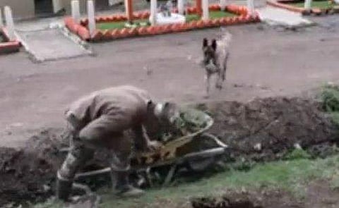 ട്രോളി മുകളിലേക്ക് കയറ്റാന്‍ യുവാവിനെ സഹായിക്കുന്ന നായ