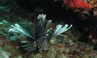 ലയണ്‍ഫിഷ്, ട്വിറ്റര്‍ ചിത്രം