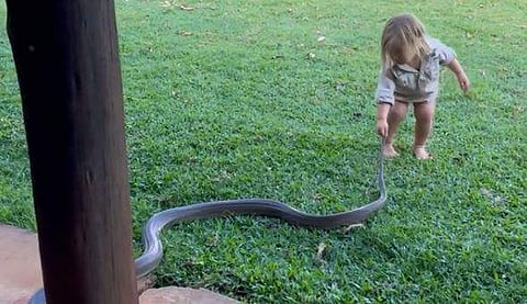 'പാമ്പിന്റെ' വാലില്‍ പിടിച്ചു വലിക്കുന്ന കുട്ടി