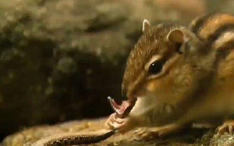 പാമ്പിനെ ആക്രമിക്കുന്ന അണ്ണാന്‍