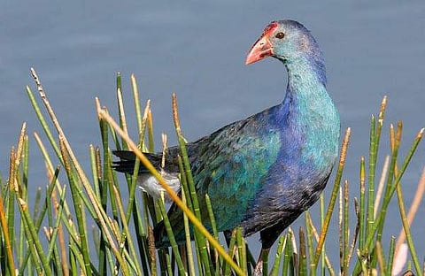 ട്വിറ്റര്‍ ചിത്രം