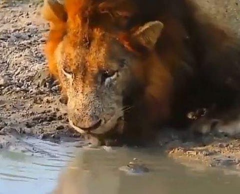 സിംഹവും ആമയും മുഖാമുഖം