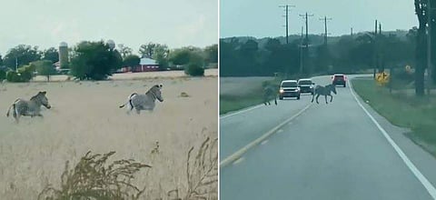 വീഡിയോ ദൃശ്യം