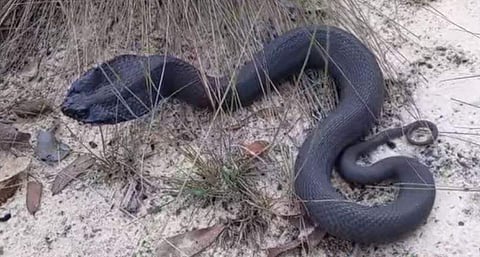 അമേരിക്കയില്‍ കണ്ടുവരുന്ന അപൂര്‍വ്വയിനം പാമ്പ്