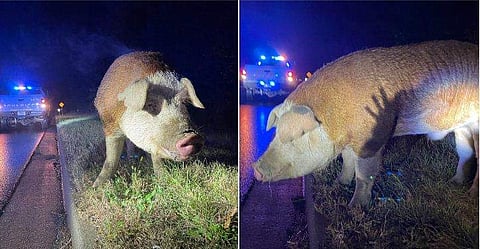 ഫോട്ടോ: ട്വിറ്റർ