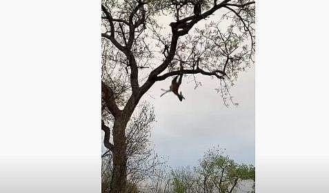 മരത്തിന്റെ മുകളില്‍ നിന്ന് താഴേക്ക് വീഴുന്ന ജീവനറ്റ ഇമ്പാലയുടെ ശരീരം