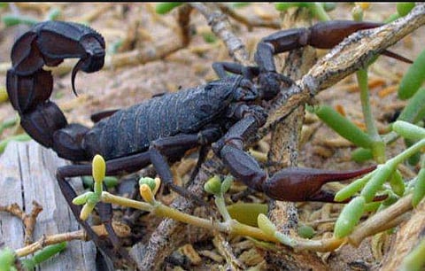 ഫോട്ടോ: ട്വിറ്റർ