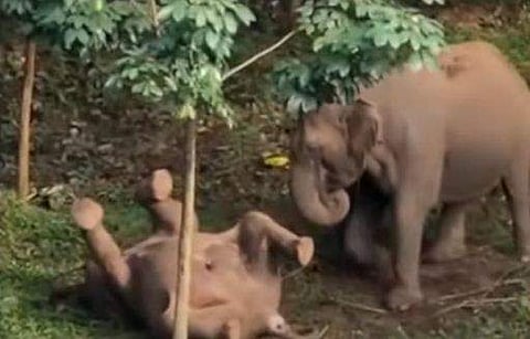 മലമ്പുഴയില്‍ കാട്ടാന ചരിഞ്ഞനിലയില്‍