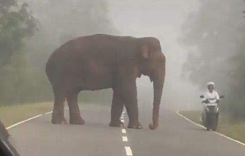 നടുറോഡില്‍ നിലയുറപ്പിച്ച് കാട്ടാന