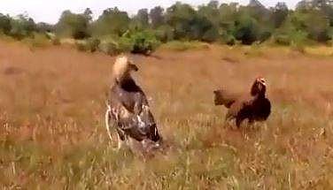 പരുന്തുമായി ഏറ്റുമുട്ടുന്ന അമ്മ കോഴി