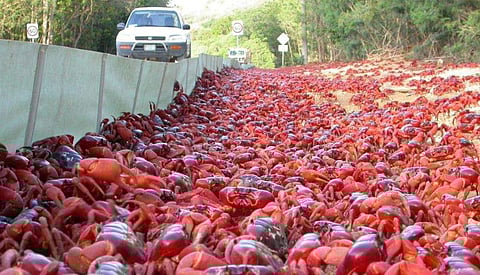 ഫോട്ടോ: ട്വിറ്റർ