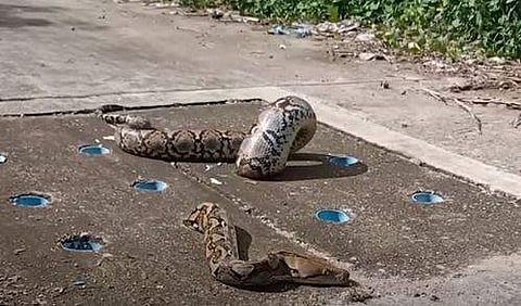 മാന്‍ഹോളില്‍ കുടുങ്ങിയ പെരുമ്പാമ്പ്