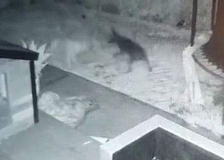 വെളുത്ത രൂപത്തോടൊപ്പം കളിക്കുന്ന വളര്‍ത്തുനായ