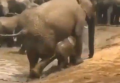 പുഴയില്‍ നിന്ന് കരയ്ക്ക് കയറാന്‍ പ്രയാസപ്പെട്ട് അമ്മയാനയും കുട്ടിയാനയും