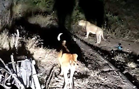 വിഡിയോ സ്ക്രീൻഷോട്ട്