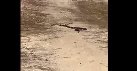 റാറ്റില്‍ സ്‌നേക്കുമായുള്ള കിങ് സ്‌നേക്കിന്റെ പോരാട്ടം