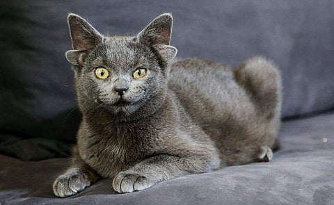 ഫോട്ടോ: ട്വിറ്റർ