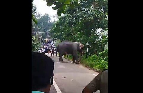 കൊട്ടാരക്കരയില്‍ ഇടഞ്ഞ ആന റോഡില്‍ നിലയുറപ്പിച്ചപ്പോള്‍