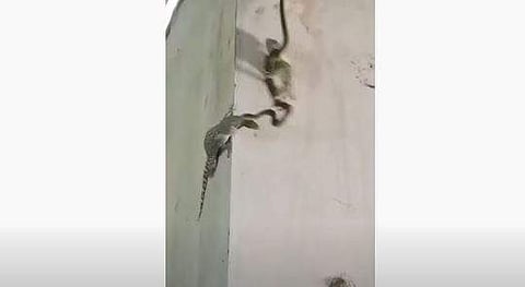 പാമ്പും പല്ലിയും തമ്മിലുള്ള പോരാട്ടം