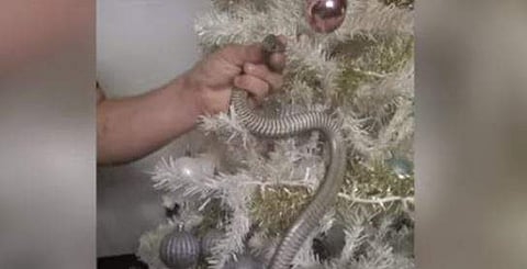 ക്രിസ്മസ് ട്രീയില്‍ കണ്ടെത്തിയ പാമ്പ്