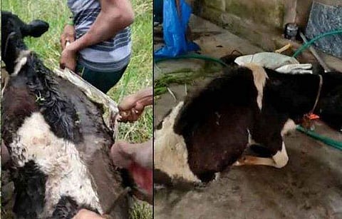 എഴുന്നേല്‍ക്കാന്‍ വയ്യാതായ പശുക്കുട്ടി