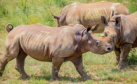 ഫോട്ടോ: ട്വിറ്റർ