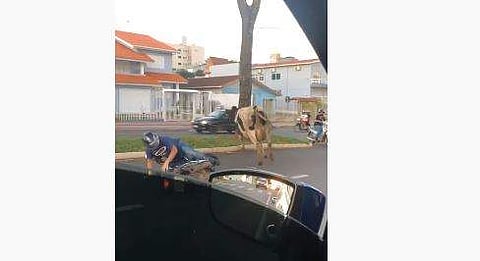 സ്‌കൂട്ടര്‍ യാത്രക്കാരനെ കുത്തിവീഴ്ത്തുന്ന പശു