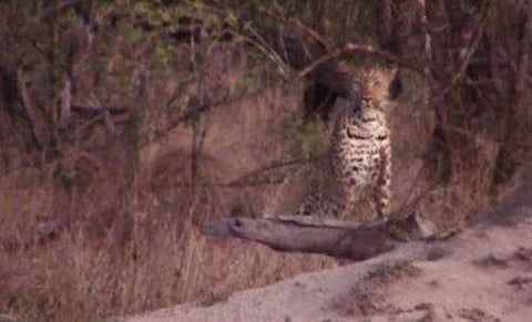 ഇമ്പാലയെ വേട്ടയാടുന്ന പുള്ളിപ്പുലിയുടെ ദൃശ്യം