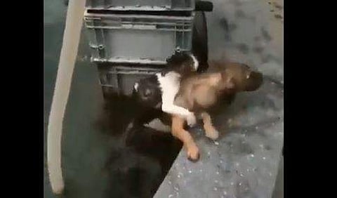 വെള്ളത്തില്‍ വീണ പൂച്ചയെ രക്ഷിക്കുന്ന നായ