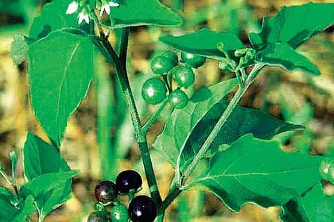 മണത്തക്കാളി