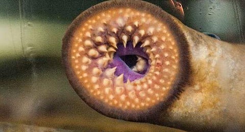 വാമ്പയര്‍ ആരല്‍ മത്സ്യം, ട്വിറ്റര്‍ ചിത്രം