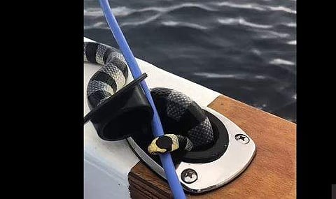 Image Credit:@jetreef /TikTok