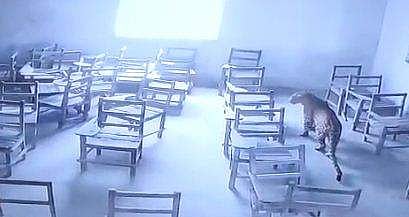 ക്ലാസ് മുറിയില്‍ പുലി കയറിയതിന്റെ സിസിടിവി ദൃശ്യം