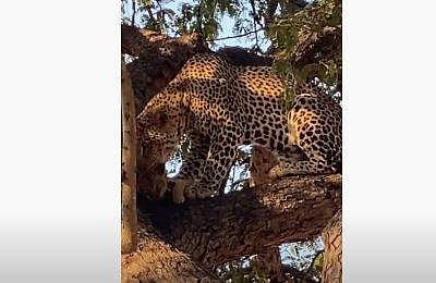 മരത്തിന്റെ മുകളില്‍ സിംഹക്കുട്ടിയെ ഭക്ഷിക്കുന്ന പുള്ളിപ്പുലി